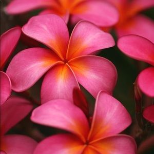 Meet your Posher, Anya